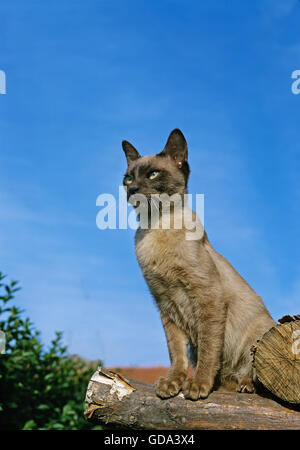 Schokolade birmanischen Hauskatze, Erwachsenen sitzen auf Stapel Holz Stockfoto