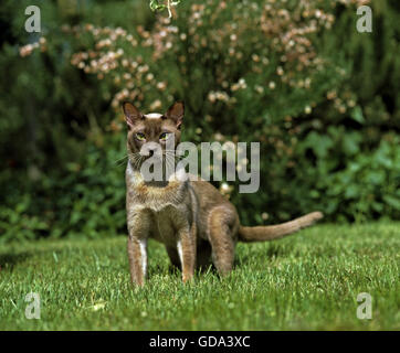 Schokolade birmanischen Hauskatze, Erwachsene auf Rasen Stockfoto