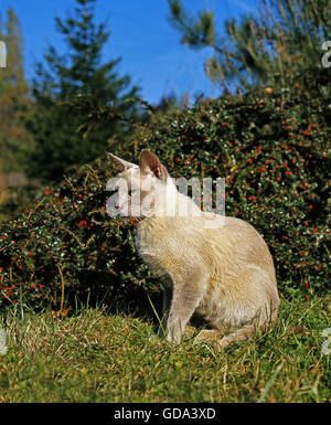 Lila birmanischen Hauskatze, Erwachsenen sitzen auf dem Rasen in der Nähe von Zwergmispel Bush Stockfoto