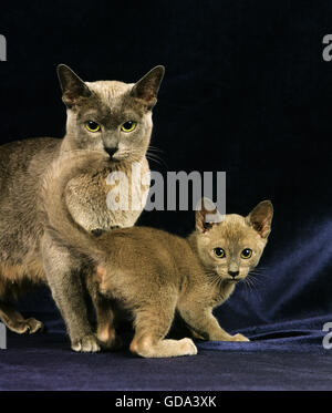 Blaue burmesische Hauskatze, Mutter mit Kätzchen vor schwarzem Hintergrund Stockfoto