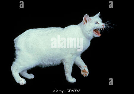 Manx Katze, Katzenrasse ohne Schweif, Erwachsene knurrend auf schwarzem Hintergrund Stockfoto