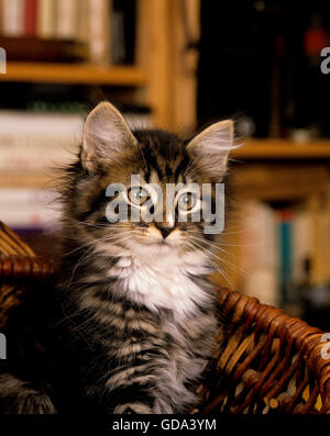 Skogkatt Hauskatze, Kätzchen im Korb sitzen Stockfoto