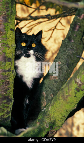 SKOGKATT HAUSKATZE, ERWACHSENE IN BAUM Stockfoto