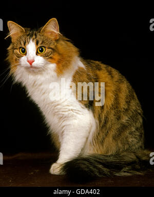 SKOGKATT HAUSKATZE, ERWACHSENEN SITZEN Stockfoto