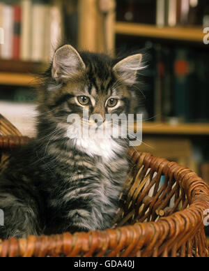 SKOGKATT HAUSKATZE, KÄTZCHEN IM KORB SITZEN Stockfoto