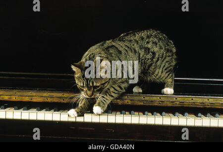 Manx Katze, Katzenrasse ohne Endstück, Erwachsener am Klavier Stockfoto