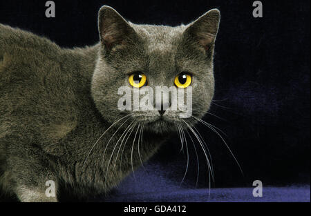 Chartreux Domestic Cat, Porträt von Erwachsenen vor schwarzem Hintergrund Stockfoto