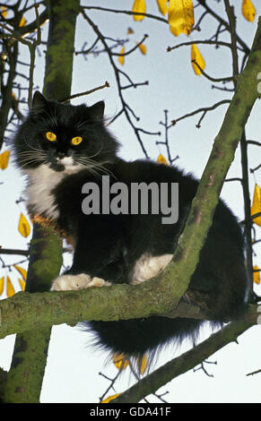 Skogkatt Domestic Cat, Erwachsene im Baum Stockfoto