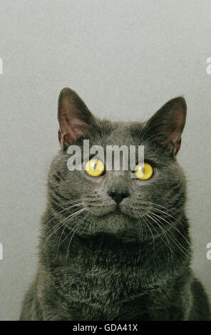 Chartreux Domestic Cat, Porträt von Erwachsenen Stockfoto