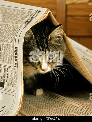 Skogkatt Hauskatze, Kätzchen spielt mit Zeitung Stockfoto