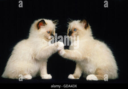 BIRMANESE KATZE, KÄTZCHEN SPIELEN AUF SCHWARZEM HINTERGRUND Stockfoto
