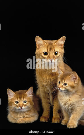 ROTEN SOMALISCHEN HAUSKATZE, MUTTER MIT KÄTZCHEN Stockfoto