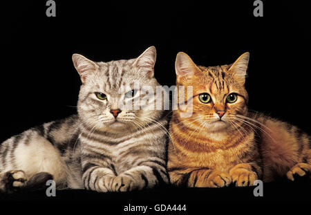 BROWN TABBY UND SILBER TABBY EUROPÄISCHEN HAUSKATZE, ERWACHSENE SITZEN AUF SCHWARZEM HINTERGRUND Stockfoto