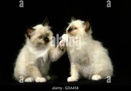 Birmanese Katze, Kätzchen spielen vor schwarzen Hintergrund Stockfoto