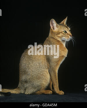 Abessinier Katze sitzend vor schwarzen Hintergrund Stockfoto