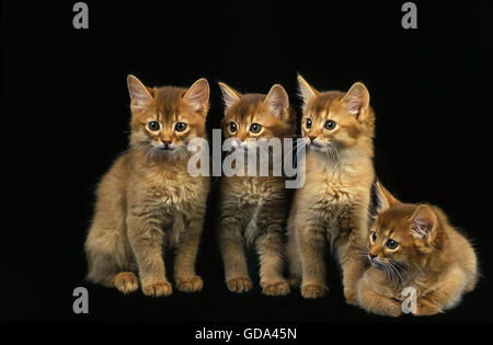 ROTEN SOMALISCHEN HAUSKATZE, KÄTZCHEN AUF SCHWARZEM HINTERGRUND Stockfoto