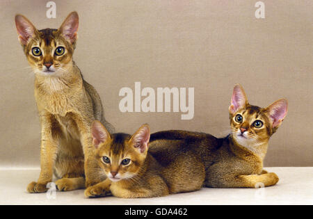 Abessinier Hauskatze, Erwachsener und Kätzchen Stockfoto