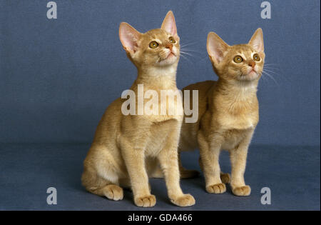 Fawn Abessinier Katze, Kätzchen vor blauem Hintergrund Stockfoto