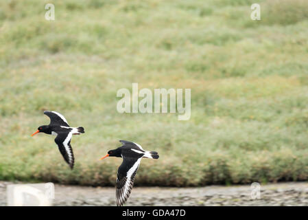 Zwei Austernfischer (Haematopus Ostralegus) fliegen Stockfoto