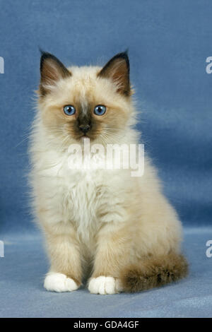 Birmanese Katze, Kätzchen sitzen vor blauem Hintergrund Stockfoto