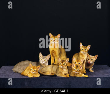 Roter und blauer Abessinier-Hauskatzen Stockfoto