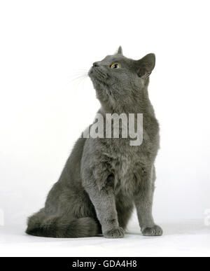 BLAUEN EUROPÄISCHEN HAUSKATZE, ERWACHSENEN SITZEN VOR WEIßEM HINTERGRUND Stockfoto