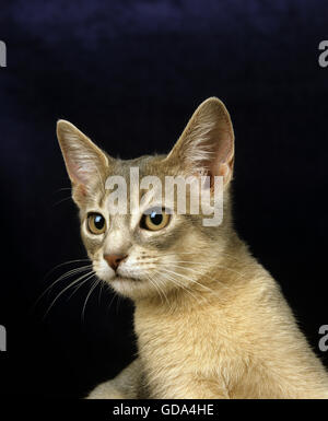 BLAUER ABESSINIER HAUSKATZE, PORTRÄT VON KÄTZCHEN Stockfoto