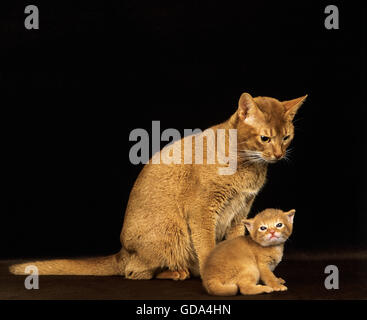 Roten Abessinier Hauskatze, Mutter mit Kätzchen vor schwarzem Hintergrund Stockfoto