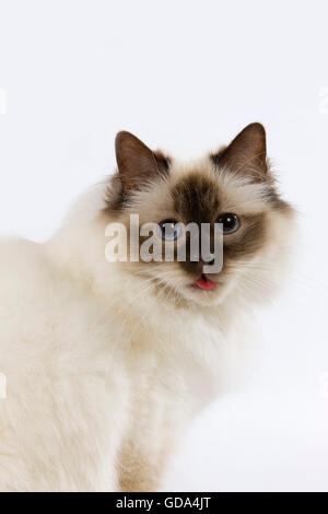 Dichtung Birmanese Hauskatze, Erwachsenen sitzen vor weißem Hintergrund Stockfoto