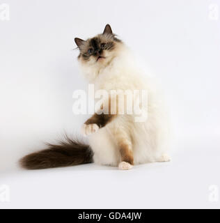 Dichtung Birmanese Hauskatze, Erwachsenen sitzen vor weißem Hintergrund Stockfoto