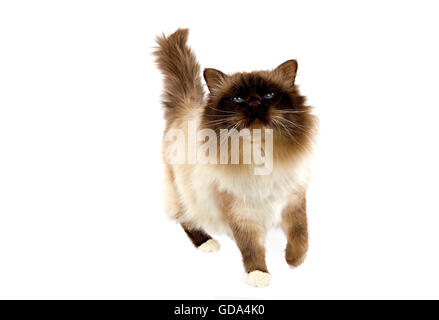 Schokolade Birmanese Domestic Cat, Erwachsenen vor weißem Hintergrund Stockfoto