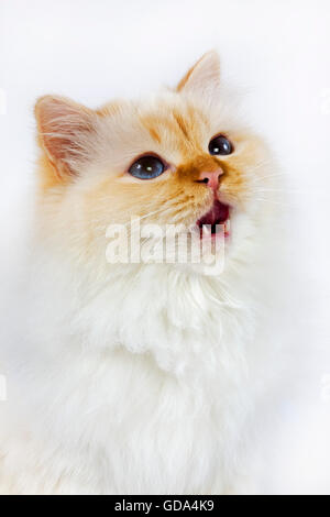 Rote Birmanese Domestic Cat, Porträt von Erwachsenen Miauen vor weißem Hintergrund Stockfoto