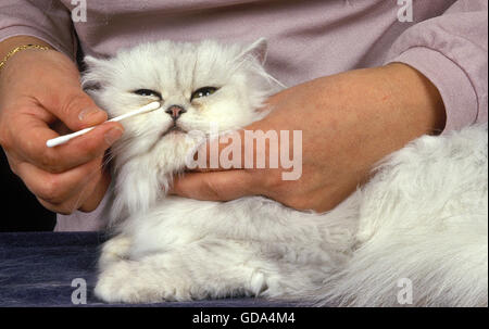 Frau mit weißer Perser Hauskatze, Reinigung der Augen Stockfoto