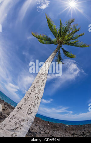Palm Tree Top gegen blauen Himmel und weiße Wolken an einem sonnigen Tag Stockfoto