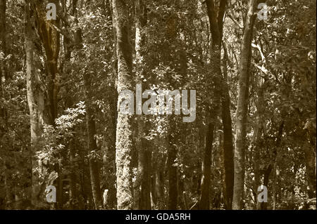 Laurissilva-Wald im Sepia-Ton. Gomera. Kanarischen Inseln. Spanien. Horizontale Stockfoto