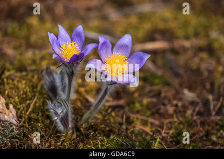 Wild-Frühling Blumen Pulsatilla. Stockfoto