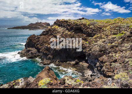 Die felsige Küste bei Punta de Teno, Teneriffa, mit blühenden Meeressalat und Punta de Teno Leuchtturm im Hintergrund Stockfoto