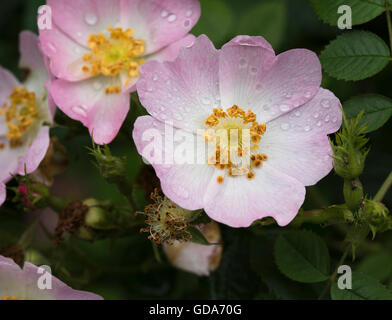 Nahaufnahme der Hundsrose (Rosa Canina) mit Wassertropfen nach Regendusche Stockfoto