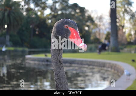 Australische schwarzer Schwan (Cygnus olor) Stockfoto