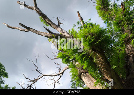 neue Blätter aus abgestorbenen Baum unter bedecktem Himmel in Farbe Stockfoto