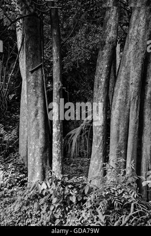 Unterstützung der Wurzeln der Banyan-Baum in schwarz und weiß. Stockfoto