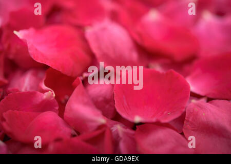 Studioaufnahme von rose Blumenblätter-Hintergrund Stockfoto