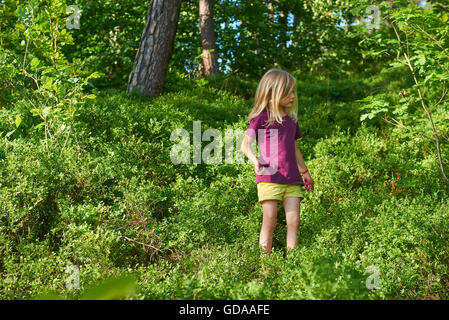Kind blondes Mädchen Kommissionierung frischen Beeren auf Heidelbeere Feld im Wald. Kind abholen Blaue Beeren im Wald. Kleine Mädchen spielen Stockfoto