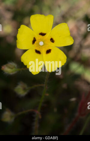 Gefleckte Rock Rose, Tuberaria Guttata. Wald der Landes, Frankreich Stockfoto