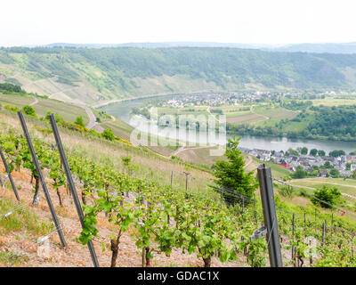 Deutschland, Rheinland-Pfalz, Kröv, auf der Mosel Steig, Weinberge an der Mosel-Steig, Blick auf die Mosel und Weinberge Stockfoto