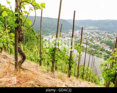 Deutschland, Rheinland-Pfalz, Steig auf Mosel, Weinberge in die steilen Weinberge und Blick auf die Mosel Stockfoto