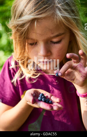 Kind blondes Mädchen Kommissionierung frischen Beeren auf Heidelbeere Feld im Wald. Kind abholen Blaue Beeren im Wald. Kleine Mädchen spielen Stockfoto