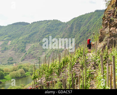 Deutschland, Rheinland-Pfalz, Bremm an der Mosel steile Pfad, Weinberge und Felsen in den Calmonter Klettersteig Stockfoto