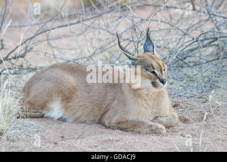 Namibia, Hardap, der Karakal (Caracal Caracal) ist eine afroasiatische, mittlere Katze und der einzige Vertreter der Gattung Caracal Stockfoto