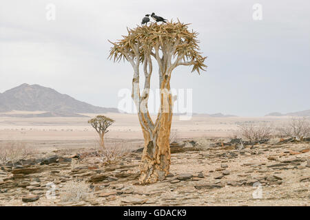 Namibia, Khomas, Köcherbaum in der Wüste, Köcherbaum, einer Pflanzenart der Gattung in der Unterfamilie der Affodillgewächse Aloen Stockfoto